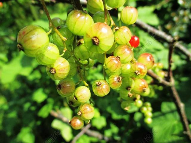 浆果 花园醋栗 糖茶虫 食品 软水果 美味 吃 酸