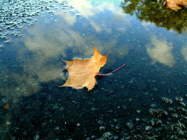 叶子 雨 水坑 秋季 镜像 湿 蓝色 天空 沥青