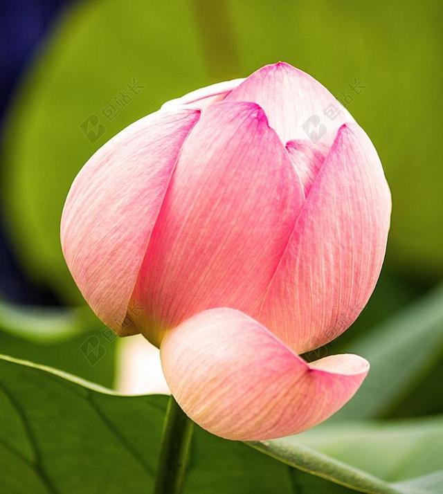 花 莲花 开花 WSSERBLUETE 厂 菡 水花卉 睡莲