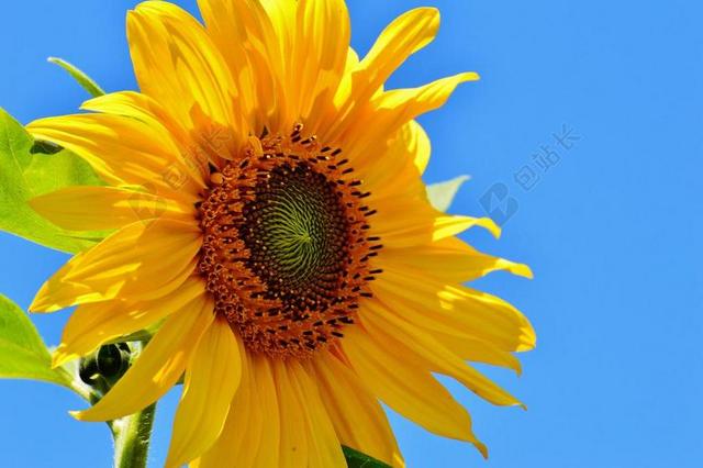 太阳花 夏季 花园 开花 黄色 向日葵 性质 授粉 关闭