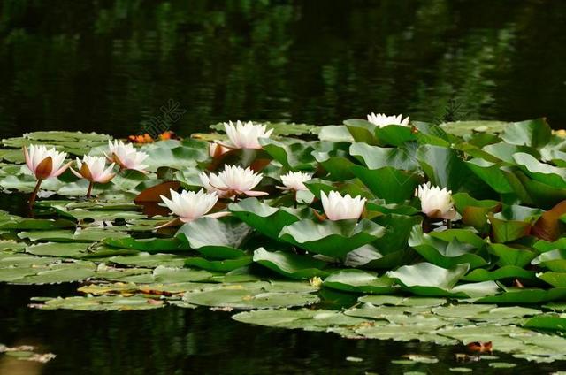 睡莲 荷花池 池塘 水 湖玫瑰 开花 水域 池塘植物