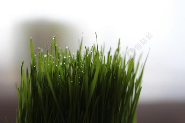 白绿植物清新茂盛的绿色小草植物种植草背景图片