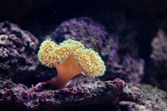 珊瑚 海洋动物 刺胞动物 殖民地超级有机体 息肉 外骨骼 海洋