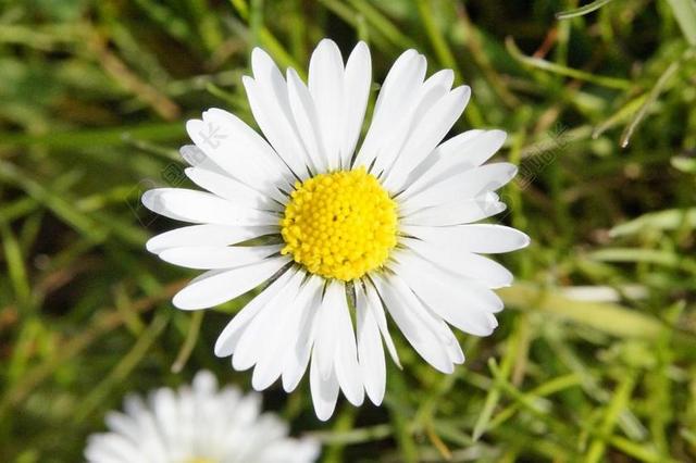雏菊 鲜花 草地 野花 春天 性质 开花 厂 夏天草地