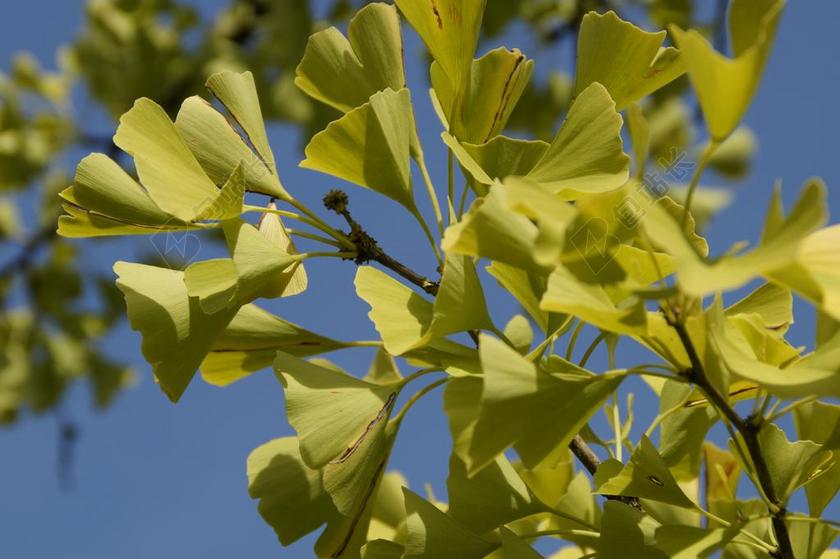 银杏 叶子 中国 树 银杏树