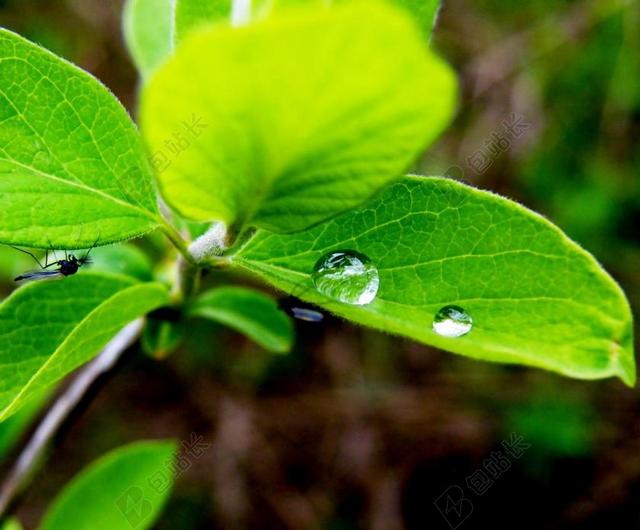 绿色自然小清新植物叶片背景图片