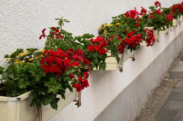 花箱 鲜花 红色 黄色 花盒 正面 建设 HAUSWAND