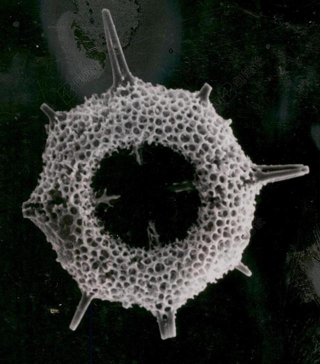 放射虫 浮游生物 化石 古生物学