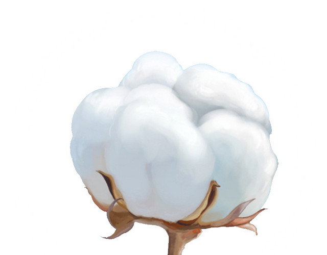 棉花 优质棉