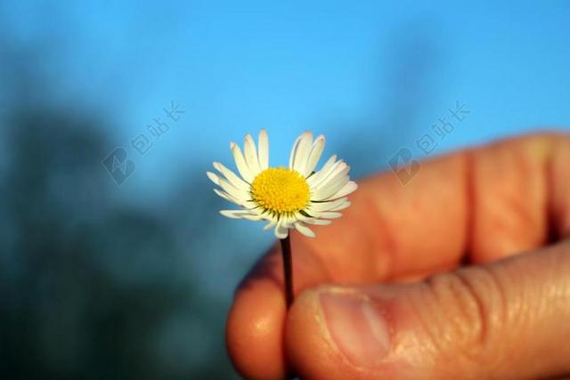 植物小巧手上拿着的一朵小百花鲜花植物手势背景图片