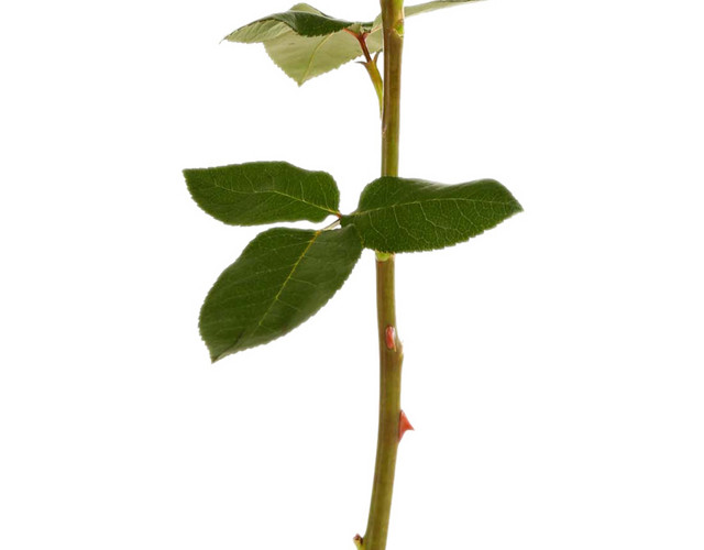玫瑰