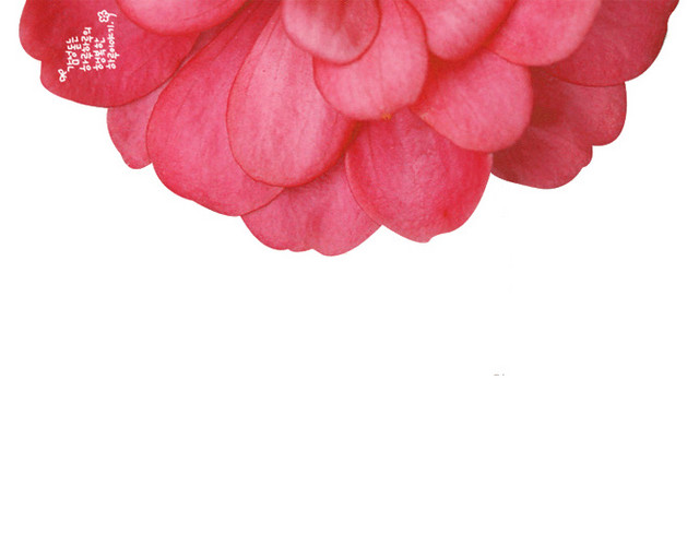 花瓣背景