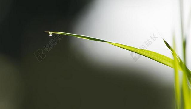 草 叶草 草地 性质 绿色 高峰 牧场 多汁 背光 露水