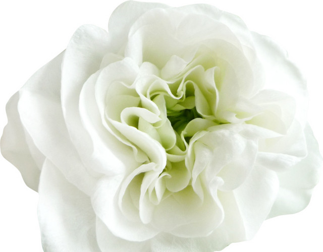 白色花朵 装饰 花艺