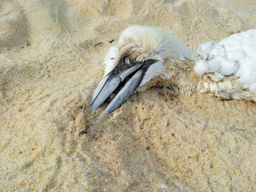 死亡 死鸟 海滩 环境 鸟 自然 沙 污染 危险 生态