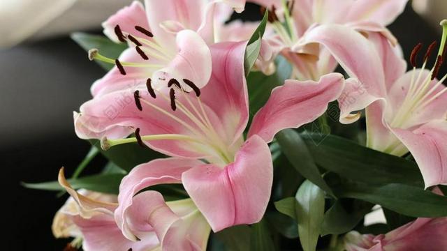 鲜花 礼来公司 百合 植物 花的 盛开 春 花瓣 白 花束