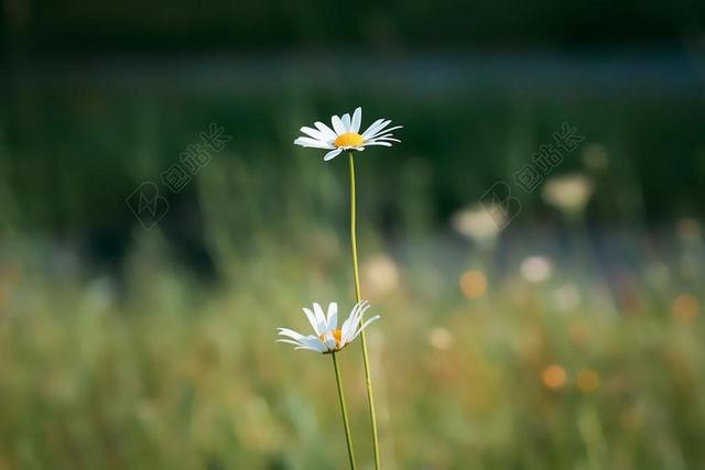 玛格丽特  白 厂 开花 花 野生花卉