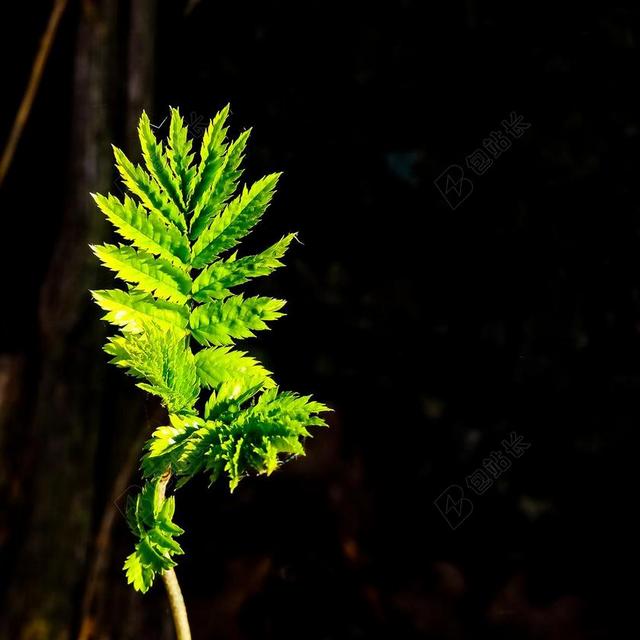 绿色自然植物叶子户外背景图片