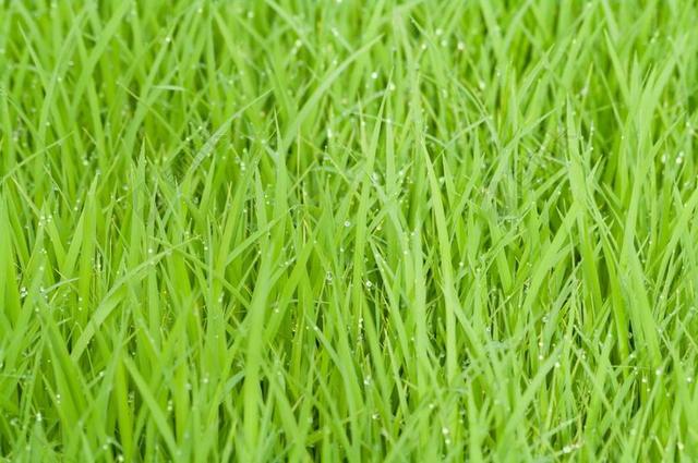 稻田 绿色 草 自然 植物 充满活力 滴 关闭 植物区系
