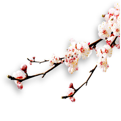 腊梅