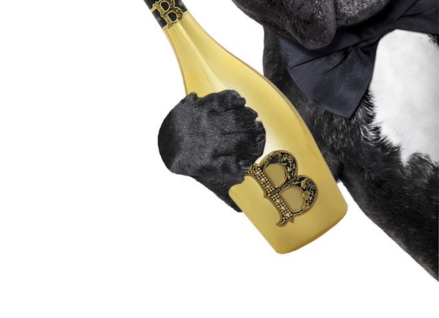 狗拿啤酒 动海