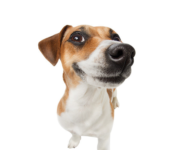 成犬狗狗宠物