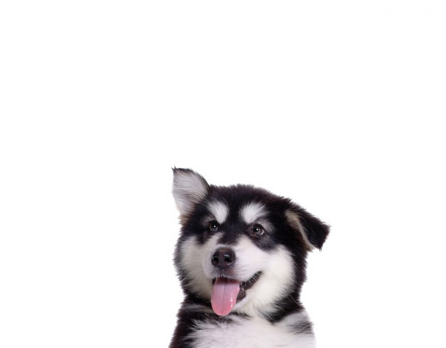 狗 小狗 宠物 动物