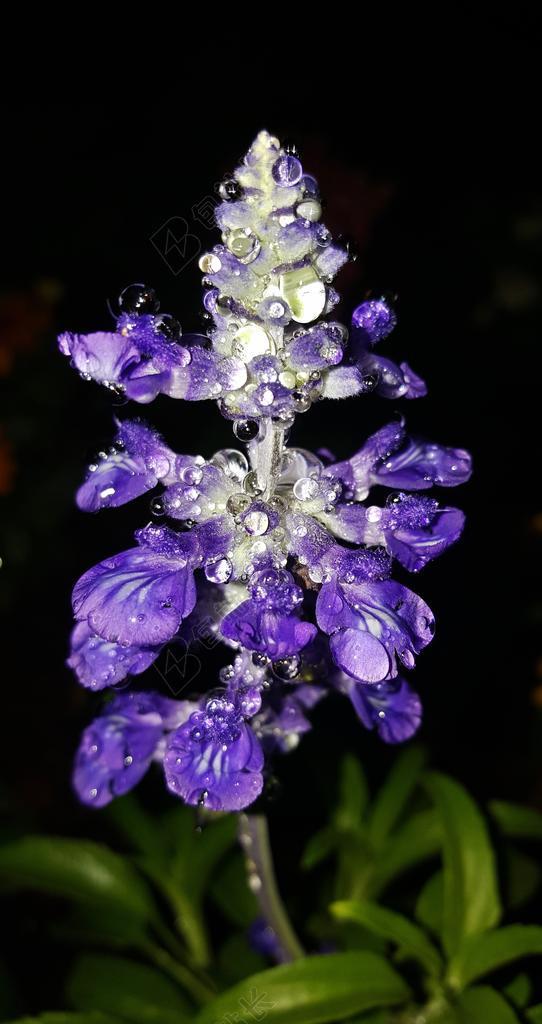 圣贤 丹参 鲜花 紫色的花朵 紫色 先知者的圣人 花园 植物学