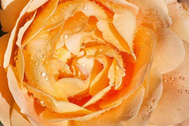 玫瑰 粉红色 黄色 花 开花 香味 美 品种 月季育种