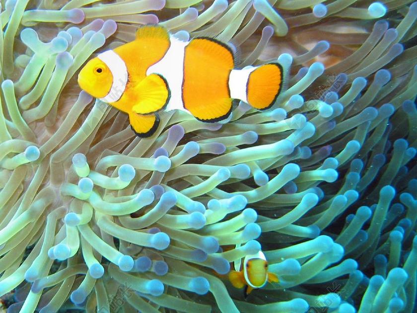 鱼 ANEMONEFISH 热带 鱼 海洋 多彩 珊瑚 水