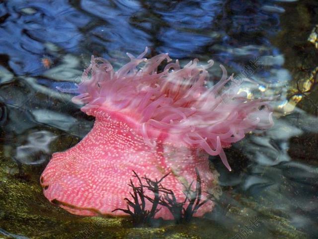 海葵 海洋生物 水族馆