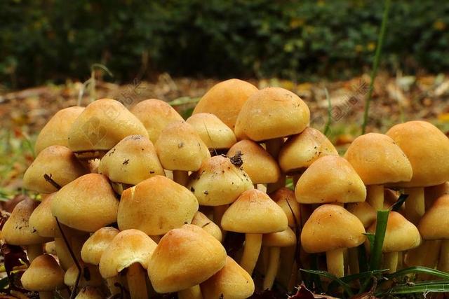 蘑菇 森林蘑菇 SCHWAMMERLN 森林 黄蘑菇 性质 秋季