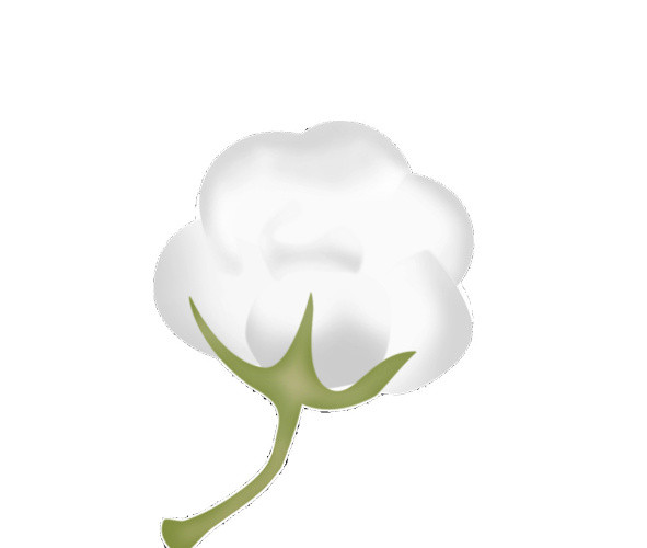 棉花