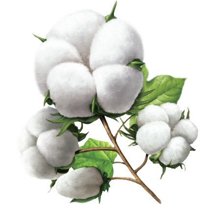 手绘棉花