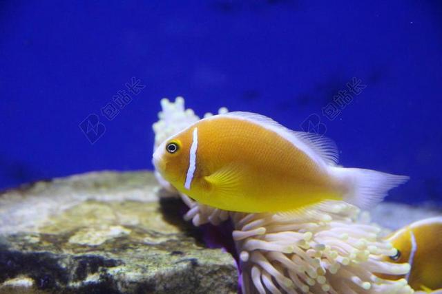AMFIPRION 鱼 粉红色的 鱼 水族馆 海底世界