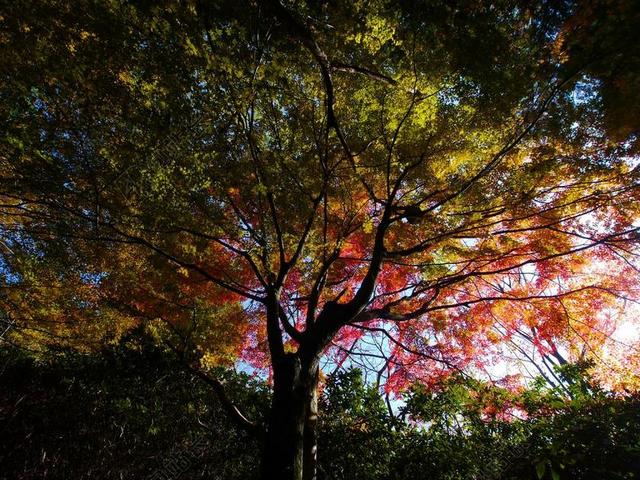 绿色农业自然大树枫叶户外背景图片