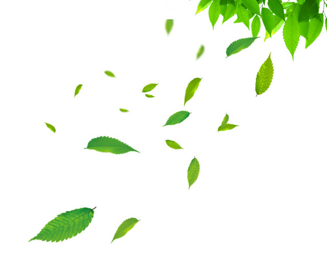 绿叶漂浮物