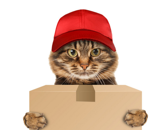 猫咪快递送货