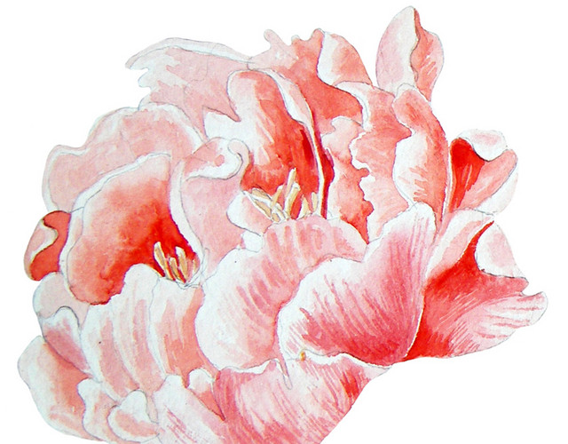 复古水彩牡丹花朵