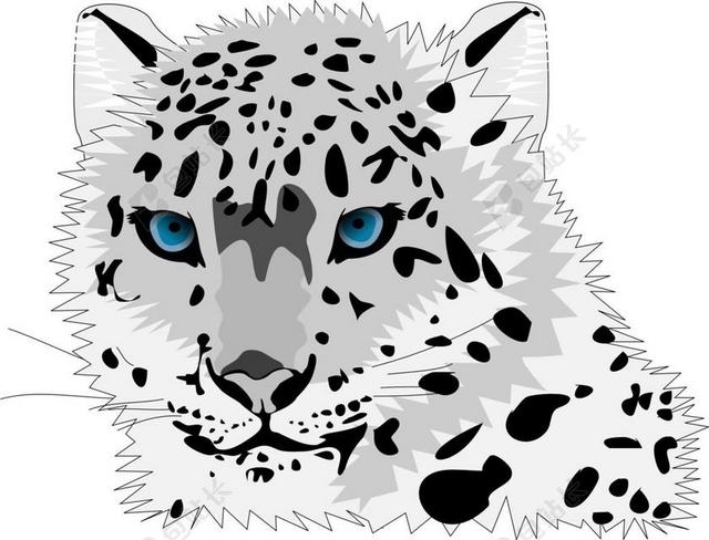 动物 猫 豹 雪豹 野生猫