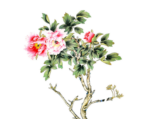 牡丹花