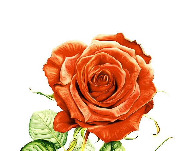 玫瑰花