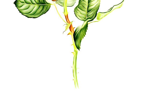 玫瑰花