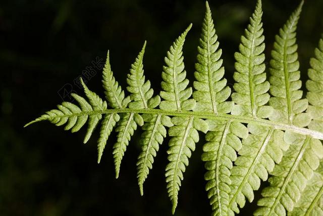 蕨类 蕨菜 绿色 厂 船只 SPORENPFLANZE 夏季