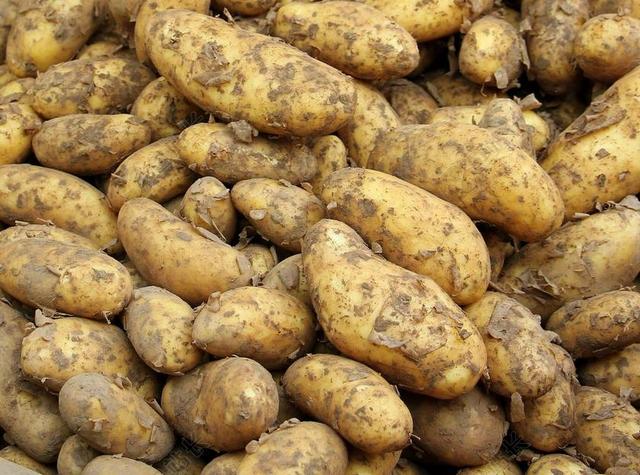 马铃薯 新作物 食品 年轻的马铃薯 健康 市场 农业 收获