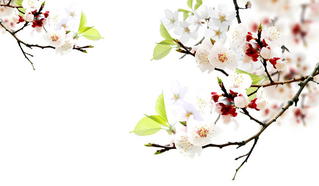 桃花图案