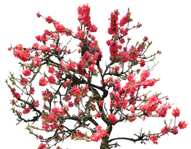 桃花树