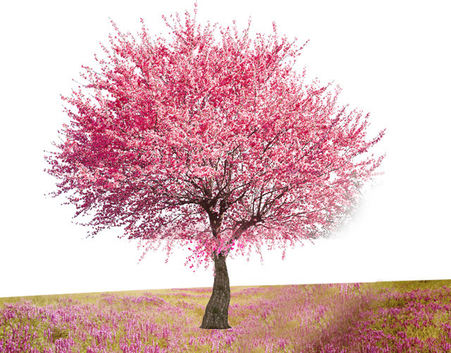 桃花树