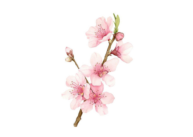 手绘桃花