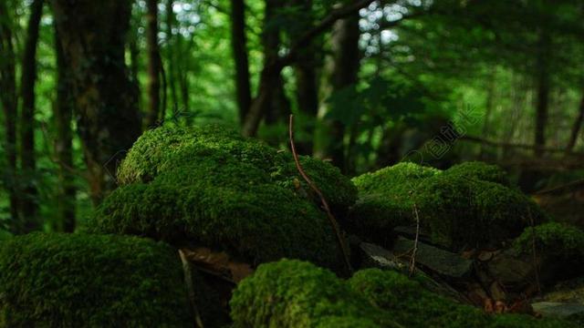 森林 树 泡沫 植被 林林下 岩 覆盖着泡沫的石头 青苔